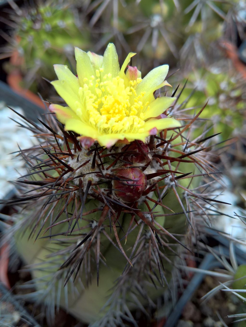 Copiapoa cinerea